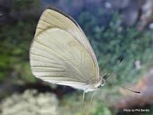 uploads/images/pest/cabbage white butterfly.jpg